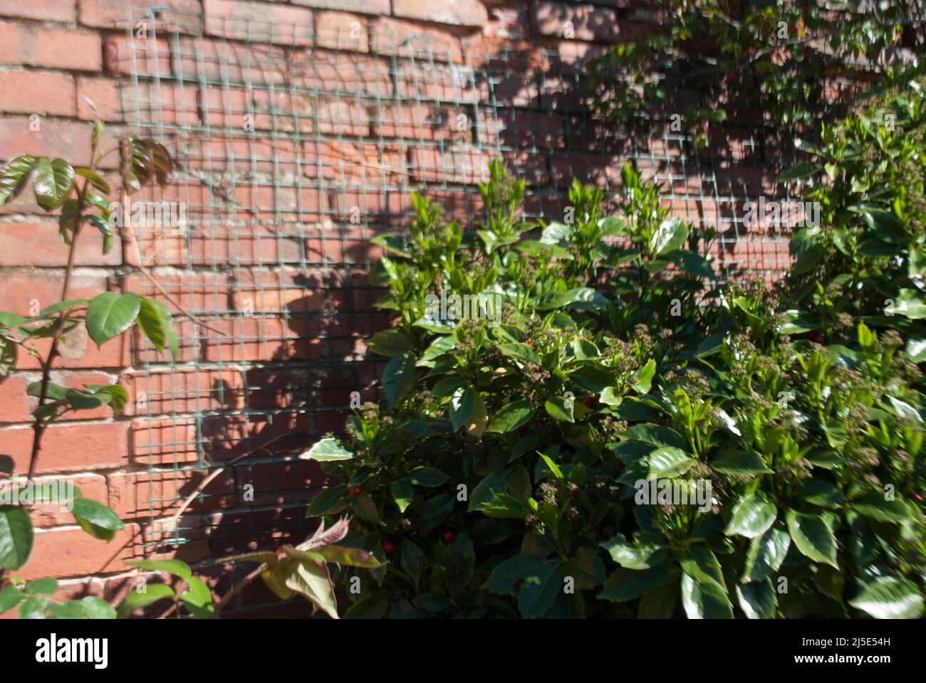 Hojas de rosal contra una antigua pared de ladrillo en el jardín en Ruskington, Sleaford, Inglaterra, Reino Unido Foto de stock