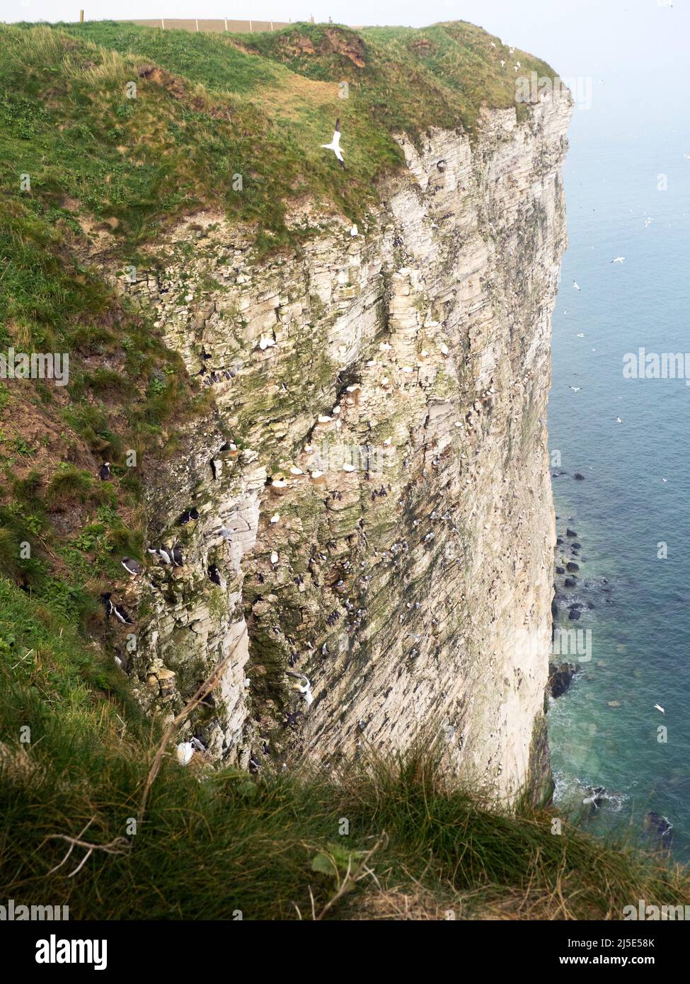 Escena del acantilado Bempton Cliffs. Yorkshire Foto de stock