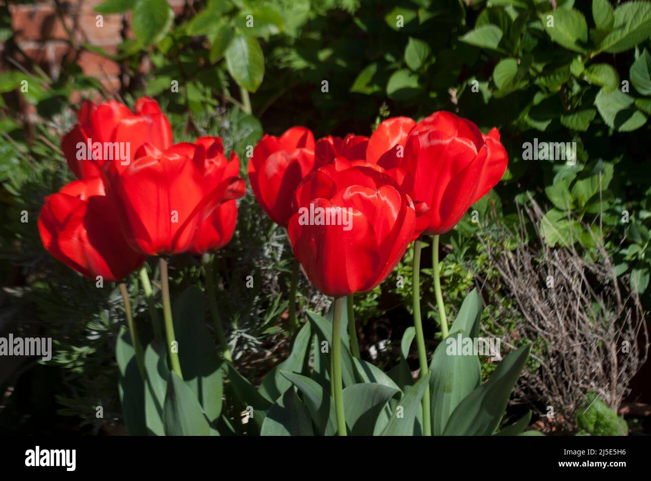 Tulipanes rojos brillantes en el jardín en Ruskington, Sleaford, Inglaterra, Reino Unido Foto de stock