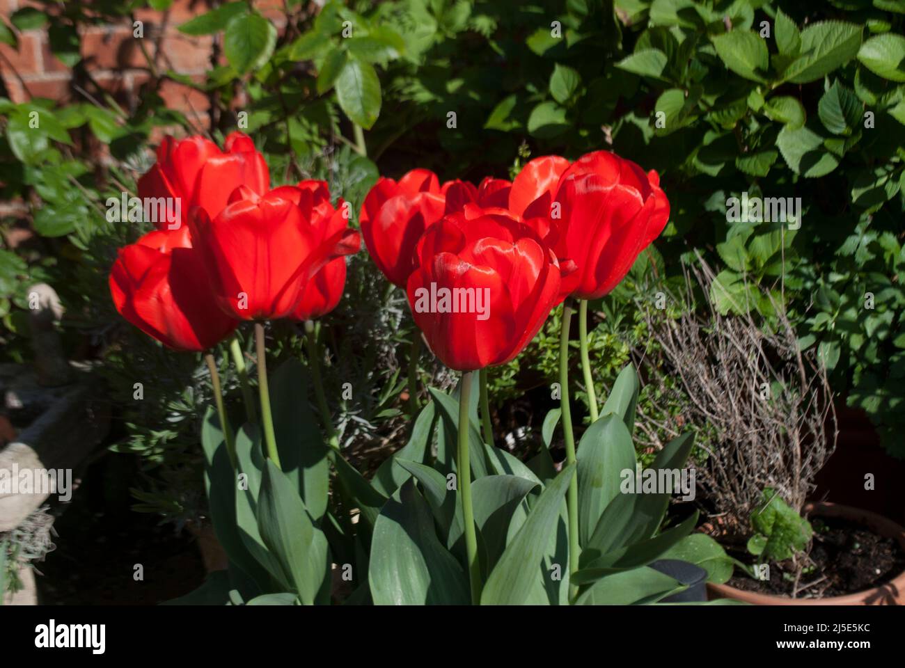 Tulipanes rojos brillantes en el jardín en Ruskington, Sleaford, Inglaterra, Reino Unido Foto de stock