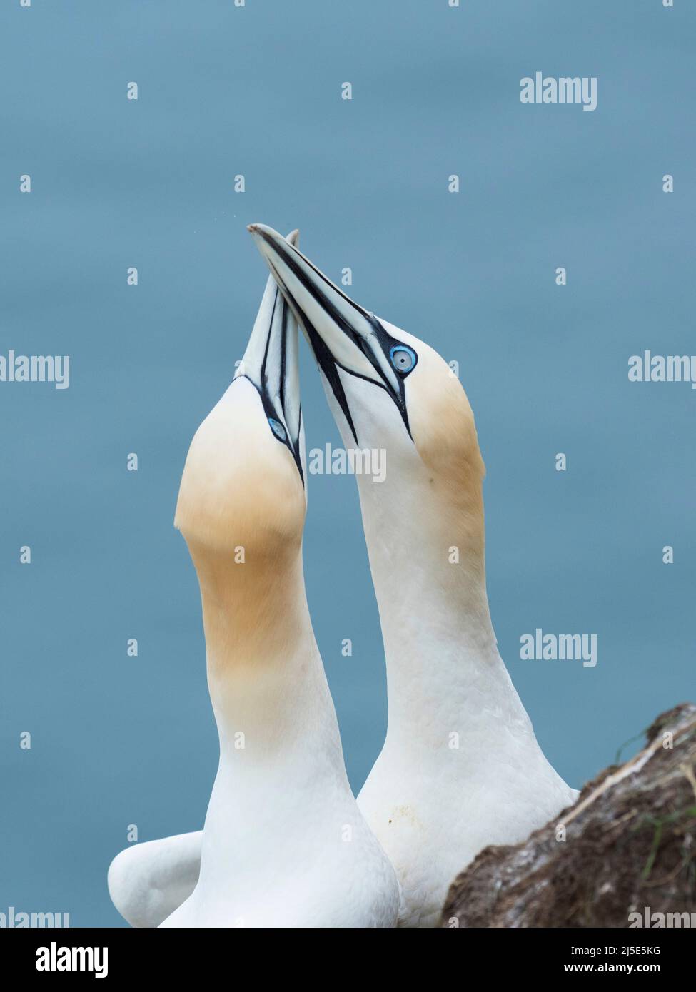 Dos Gannets (Morus bassanus) de la exhibición de tapping de la cuenta. Foto de stock