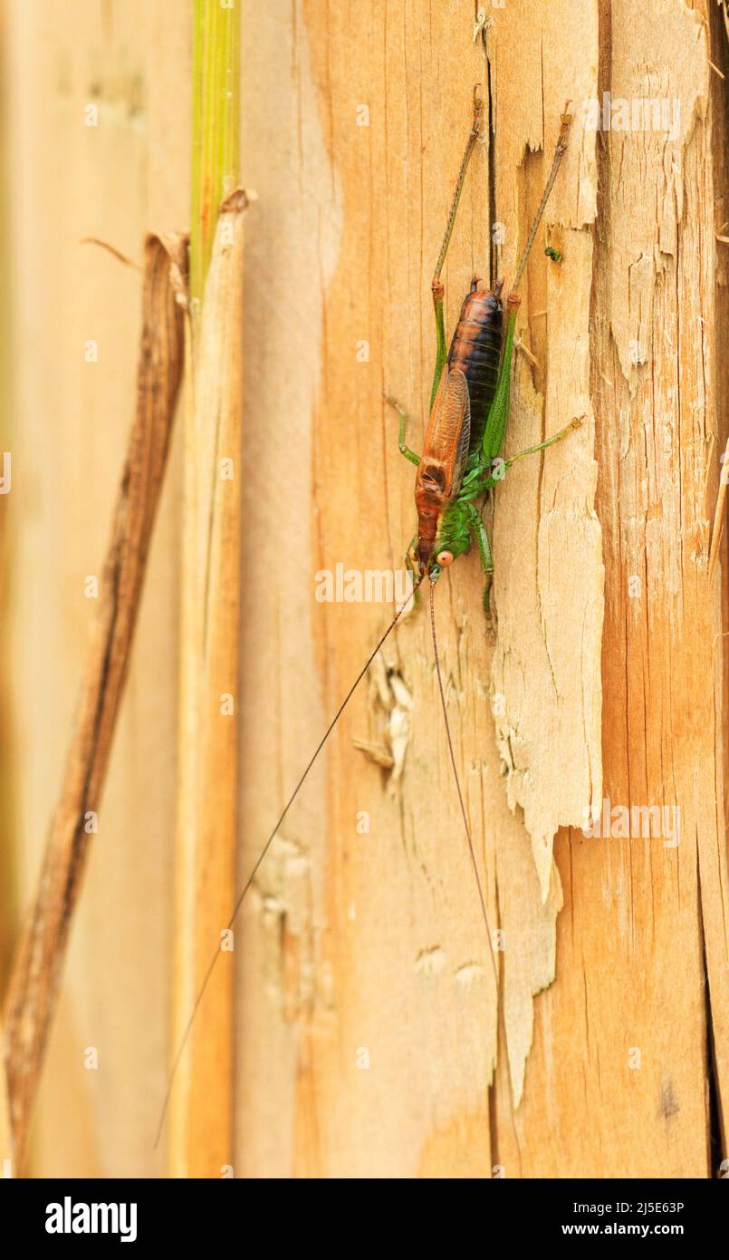 Cricket de monte Conehead de alas cortas. (Conocephalus dorssalis) en la granja fencepost Foto de stock