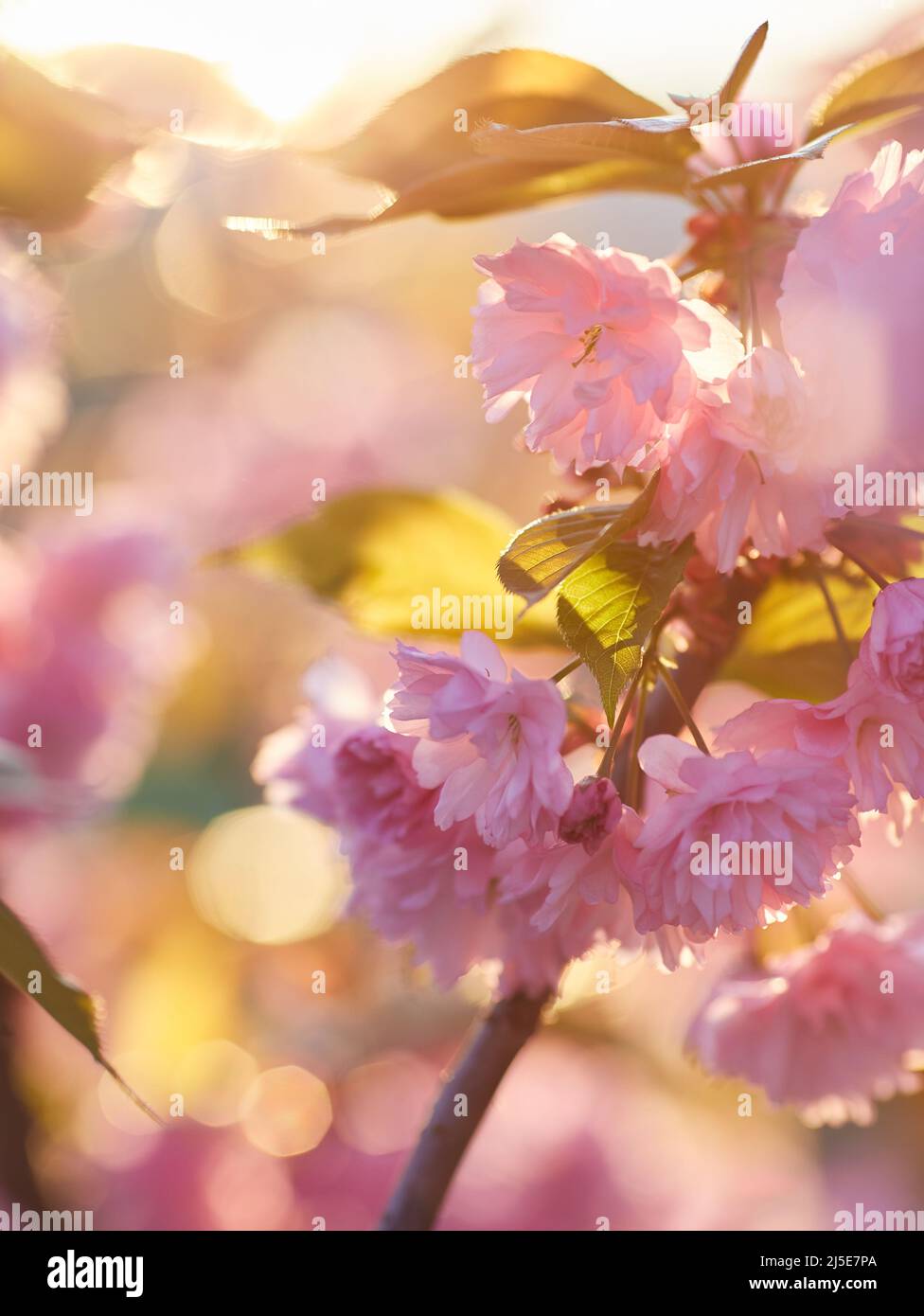 Hermosa flor de cerezo japonés con brotes de flores de color rosa intenso y flores jóvenes en auge. Fondo bokeh. Profundidad de campo baja para una sensación de ensueño. Foto de stock