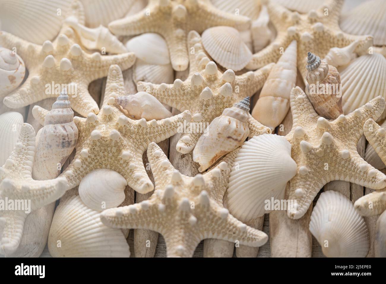 Seashells y beige starfish texture.Background en un estilo marino en tonos blancos y beige.Marine Wallpaper. Foto de stock