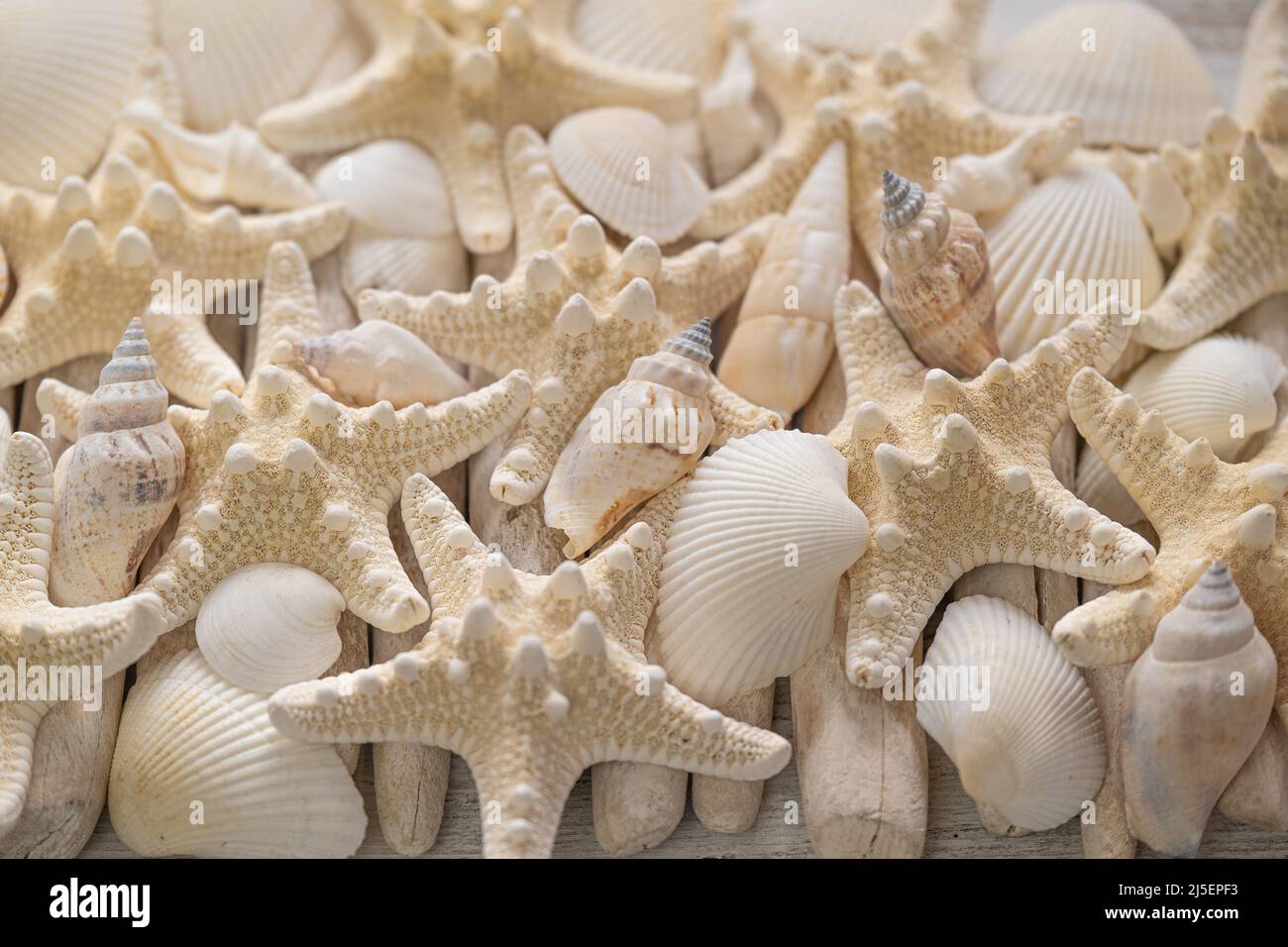 Summer Wallpaper.white seashells y beis starfish texture.Background en un estilo marino en tonos blancos y beis Foto de stock