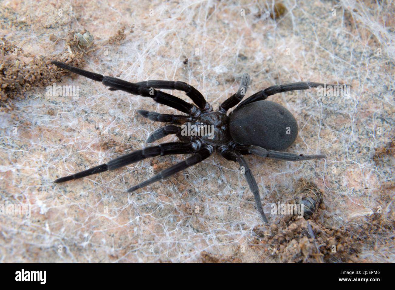 Southern House Spider (Kukulcania hibernalis) en la web bajo el rock, Texas Central, Estados Unidos. Foto de stock