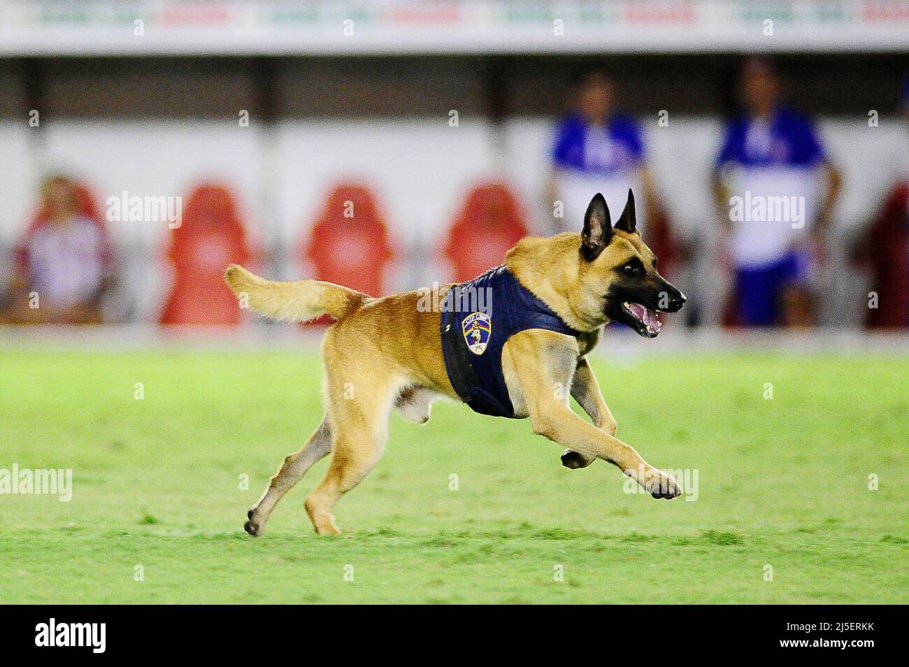 Recife, Brasil. 21st de Abr de 2022. El perro de la Policía Militar invade  el campo e interrumpe el juego entre Náutico X Retrô, válido para el primer  partido de las finales