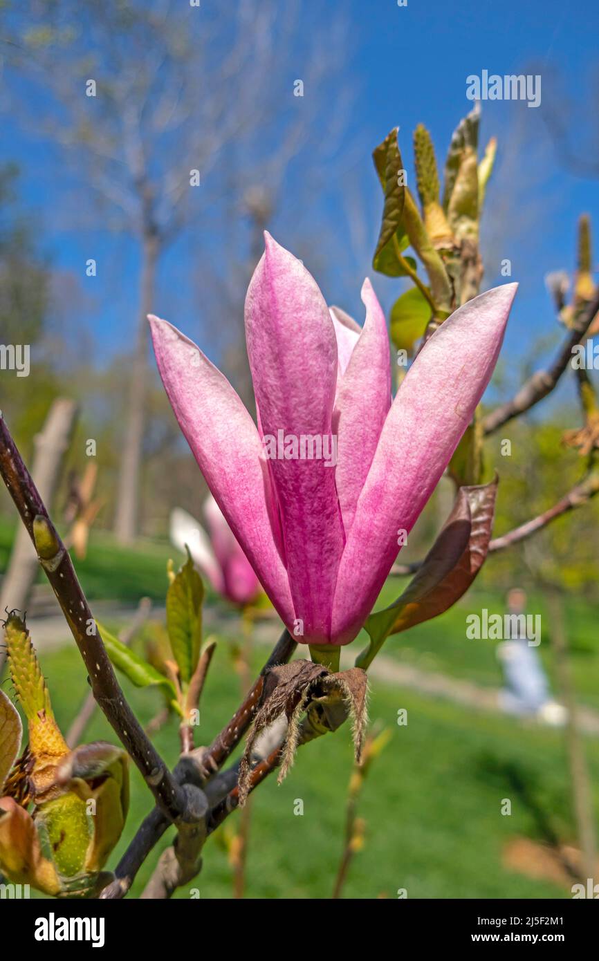 Magnolia árbol y flores púrpura magnolia en la naturaleza Fotografía de  stock - Alamy