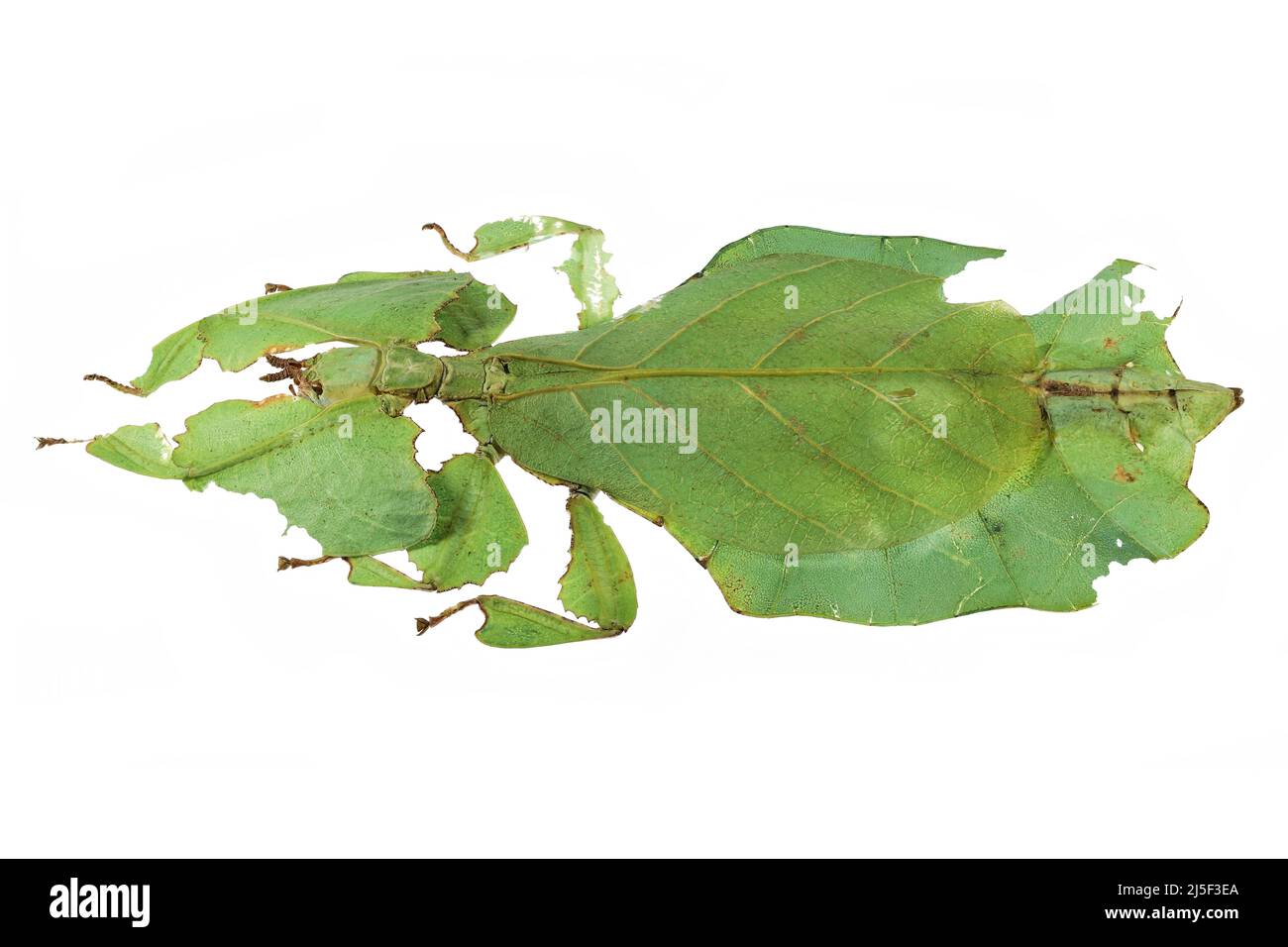 Insecto de hoja de Gray (bioculatum de Pulchriphyllium) aislado sobre fondo blanco Foto de stock