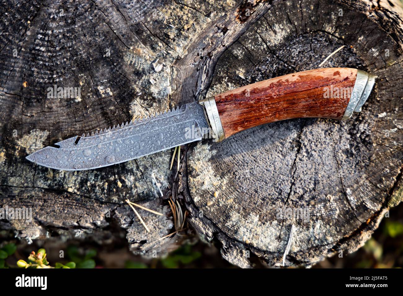 Cuchillo de caza Acero de damasco sobre un fondo forestal de cerca Foto de stock