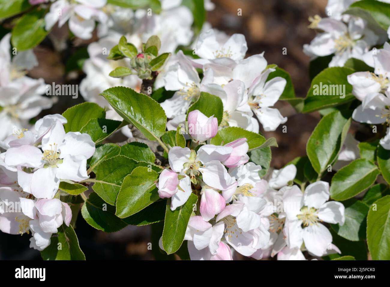 Flores de malus domestica Reverend Wilks Manzanas de cocina verde pálido Foto de stock
