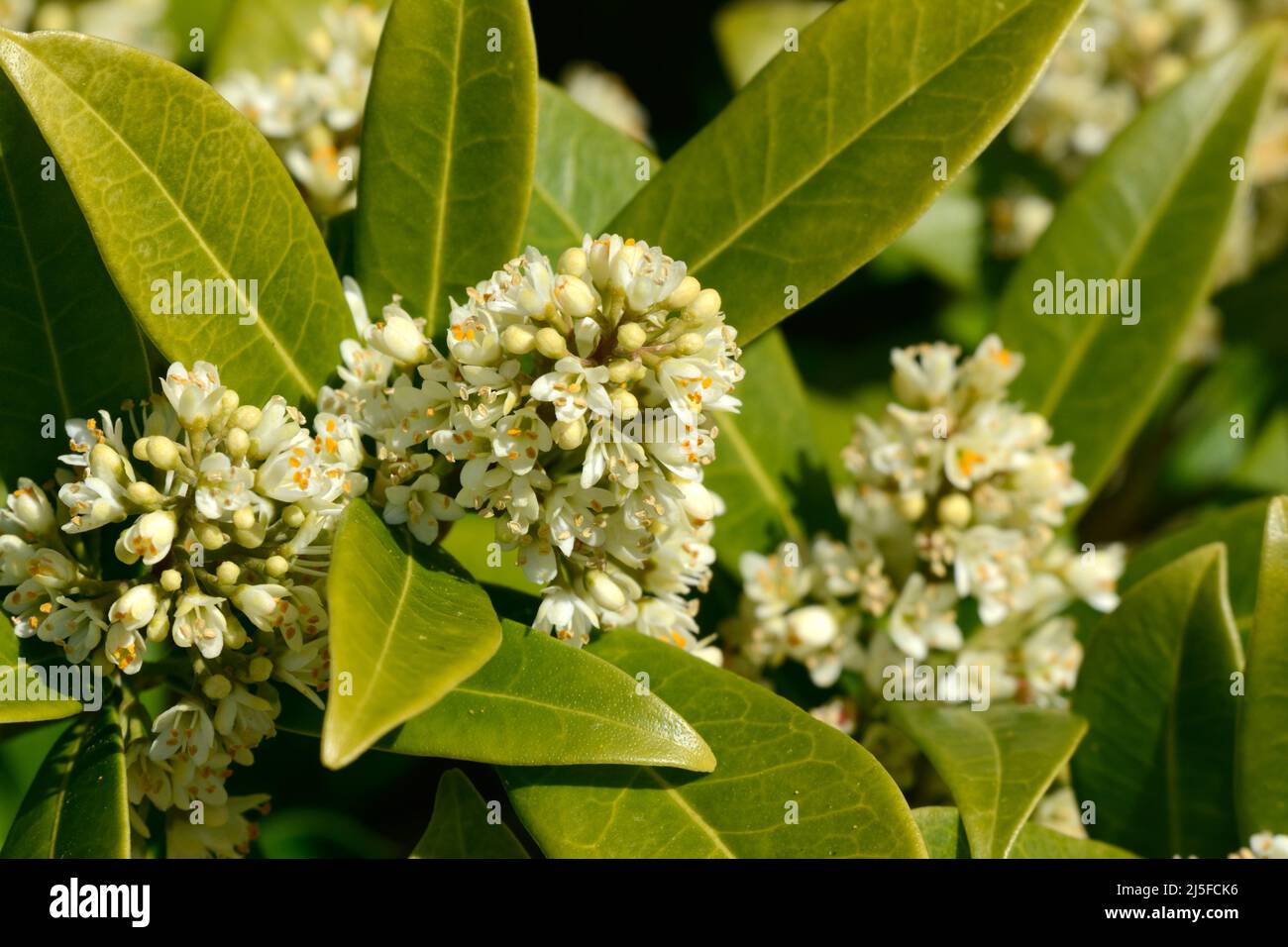 Skimma x condusa Kew Hombre verde Skimma macho arbusto perenne con racimos de flores blancas y cremosas fragantes Foto de stock
