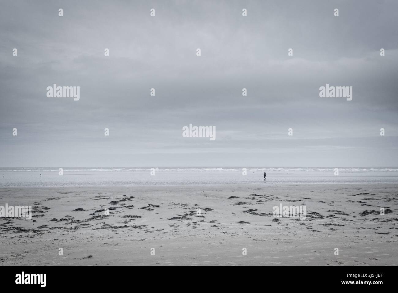 Una sola figura caminando a lo largo de la línea de marea en la playa de Tirella, Irlanda del Norte, en una tarde de invierno nublada; cielo nublado; algas marinas en la arena en primer plano. Foto de stock