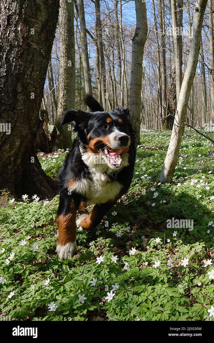 Perro de Zennenhund en el bosque de primavera, rodeado de flores del bosque  Fotografía de stock - Alamy