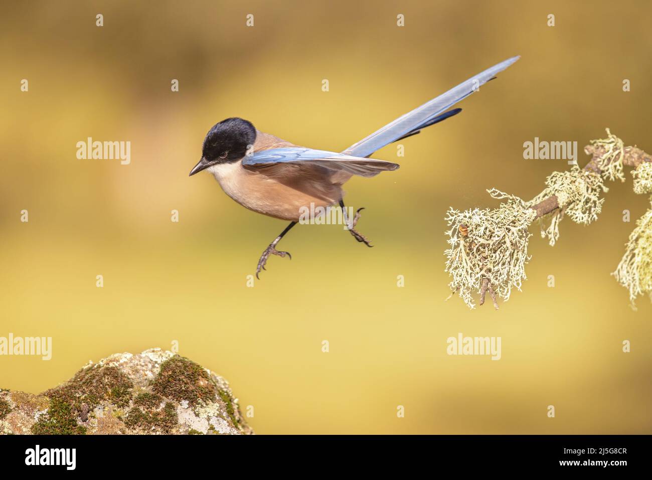 Cyanopica cooki es una especie de ave de la familia de los cuervo. Pájaro volando sobre un fondo brillante en Extremadura, España. Vida silvestre escena de la naturaleza i Foto de stock