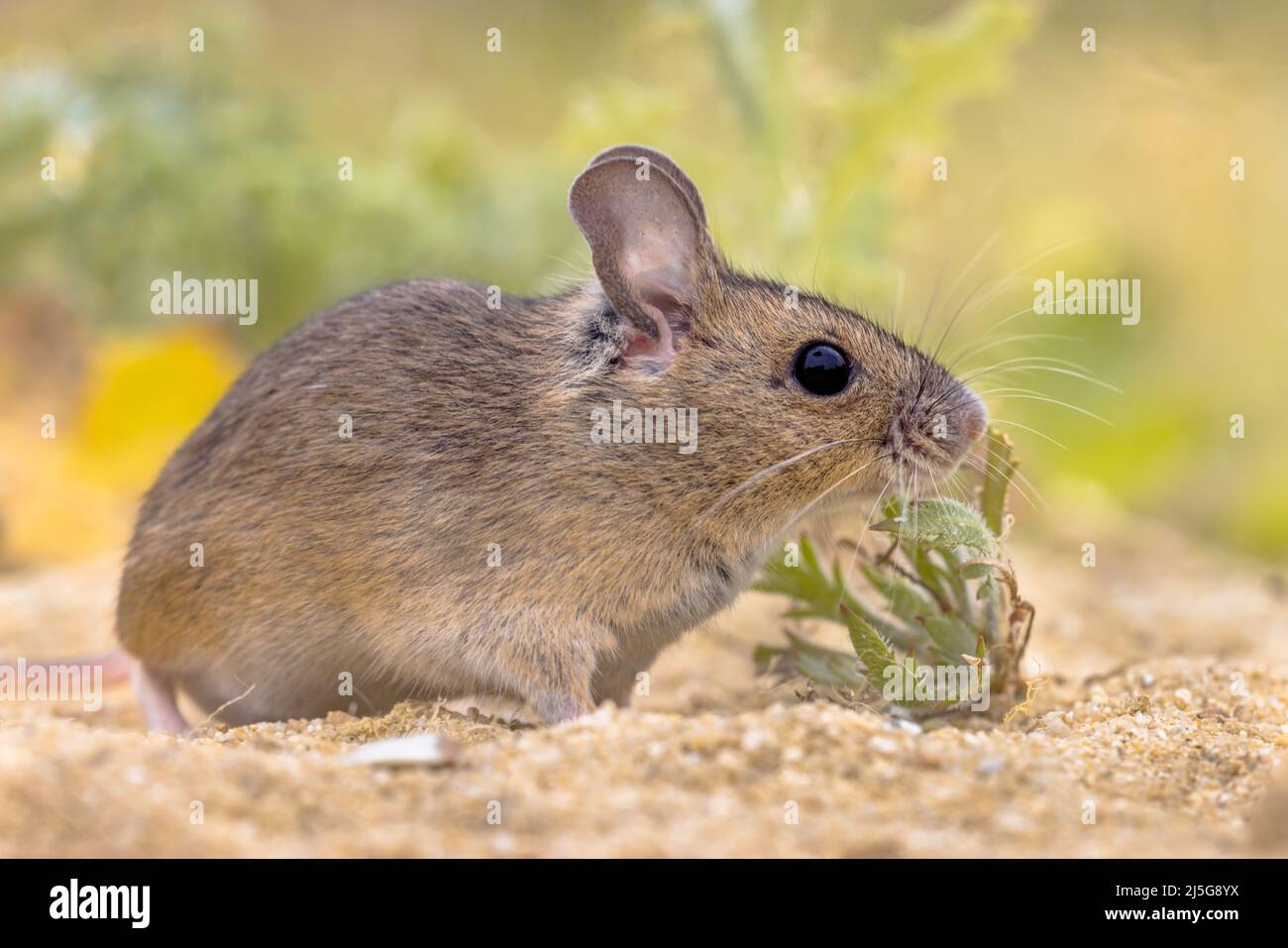 El ratón de madera (Apodemus sylvaticus) roedor en el ambiente natural del musgo verde con las hierbas en arena. Vida silvestre Escena de la Naturaleza en Europa. Foto de stock