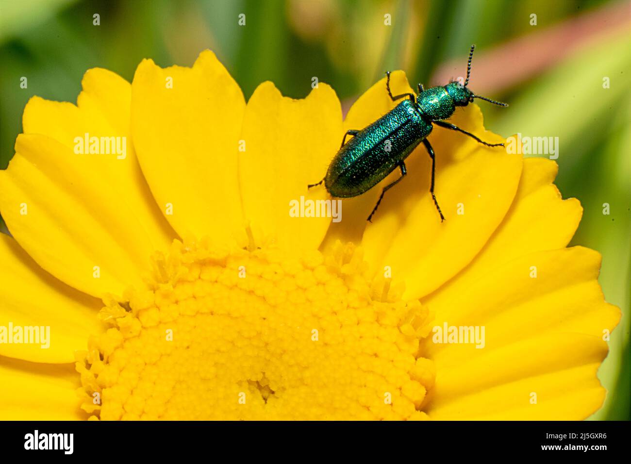 Chryanthia superba es una especie de coleóptero (insecto del orden Coleoptera) de la familia Meloidae. Foto de stock