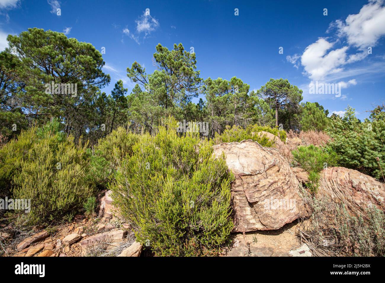 Ruta Las Tajadas, Parque Natural Pinares del Rodeno, Albarracín, Teruel,  España Fotografía de stock - Alamy