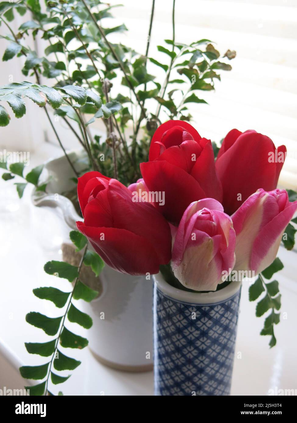 Flores cortadas y plantas de maceta para el diseño interior: Jarrón delgado  de tulipanes rojos y rosados junto a una planta de maceta Fotografía de  stock - Alamy