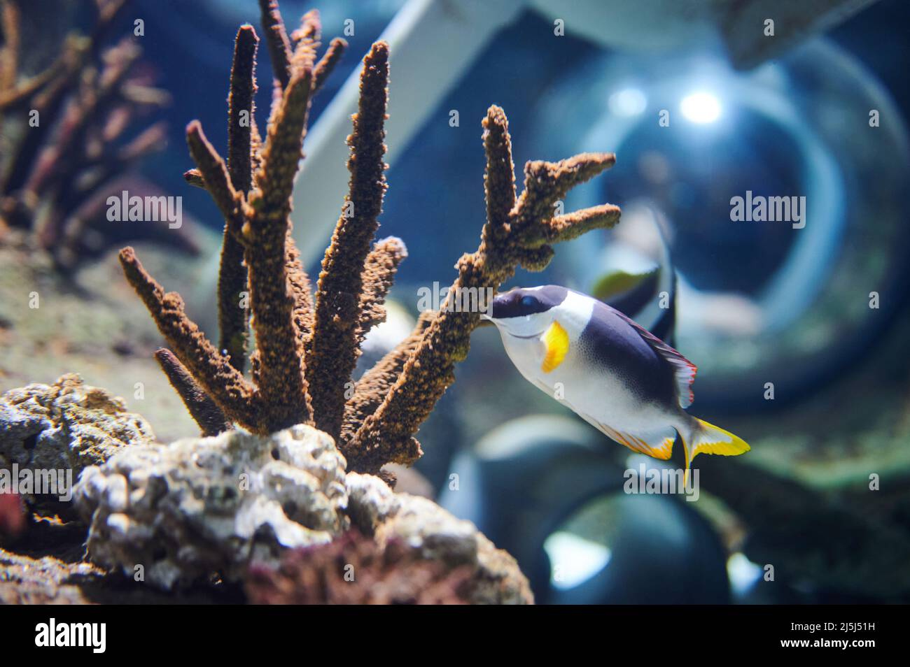 Peces de colores junto al arrecife de coral a primera vista Foto de stock
