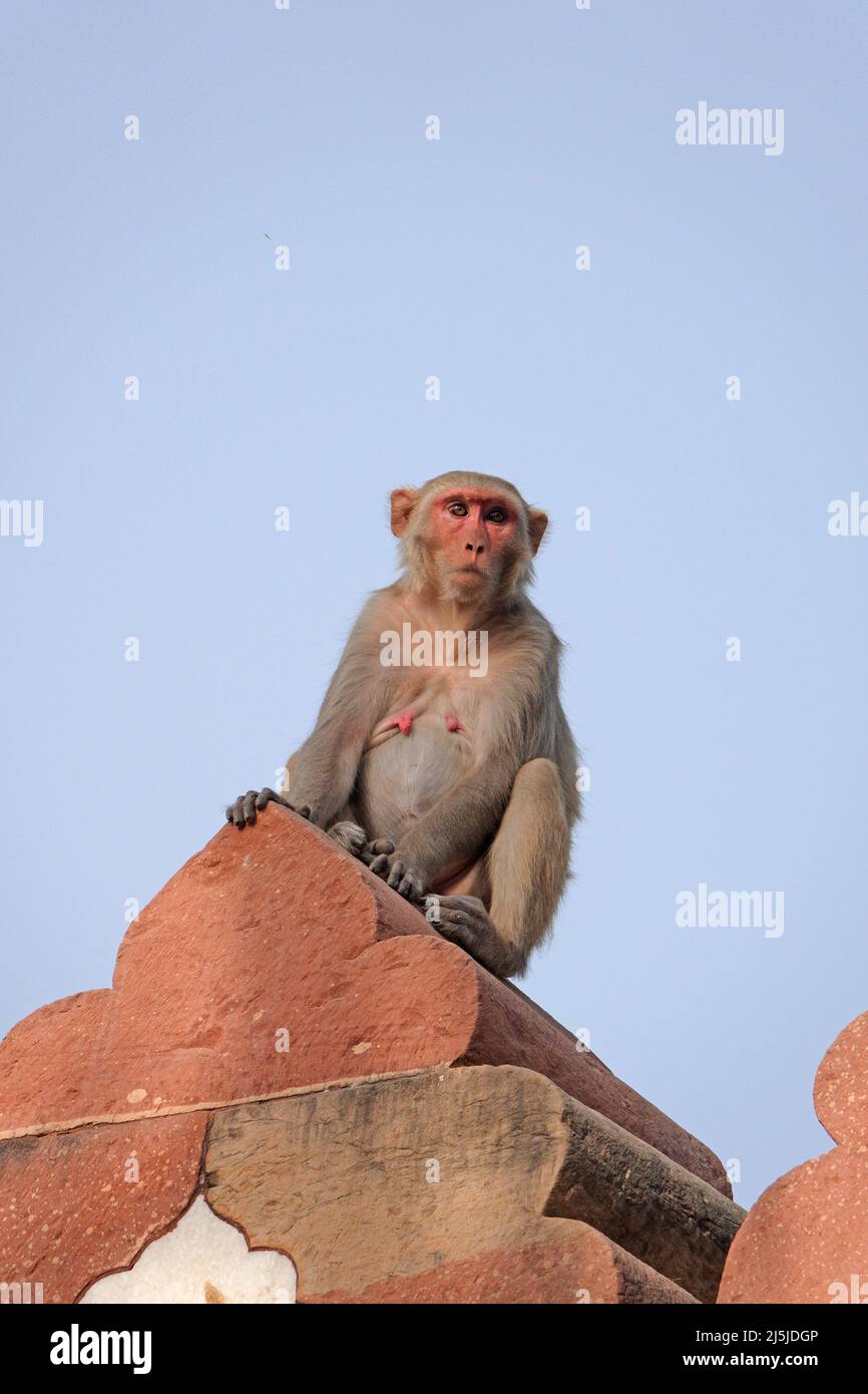 Mono sentado en la pared del fuerte Foto de stock