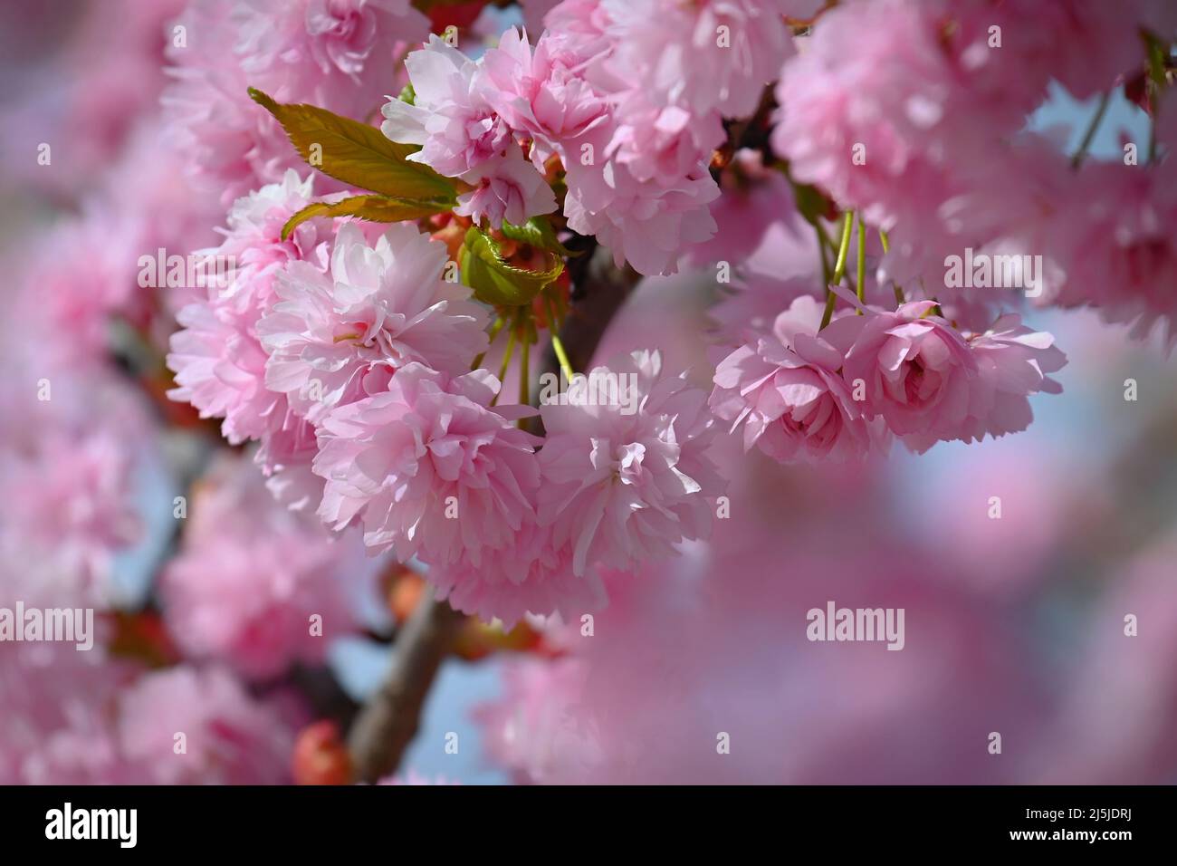 Primavera. Hermoso árbol de flores. Primavera en la naturaleza y fondo  colorido. Cerezo japonés - Sakura Fotografía de stock - Alamy