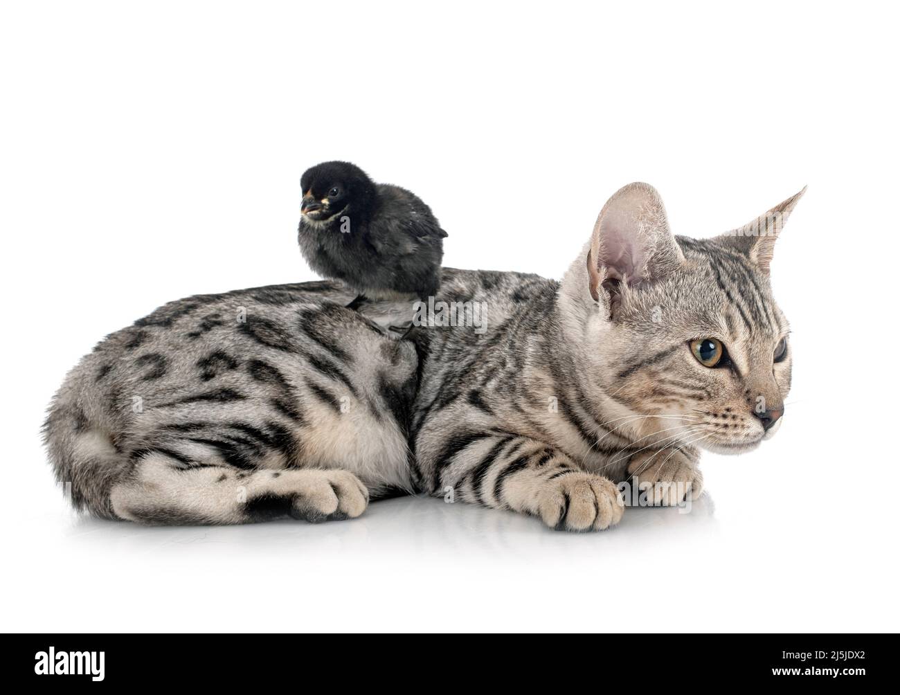 gato de bengala y polla delante de fondo blanco Fotografía de stock - Alamy