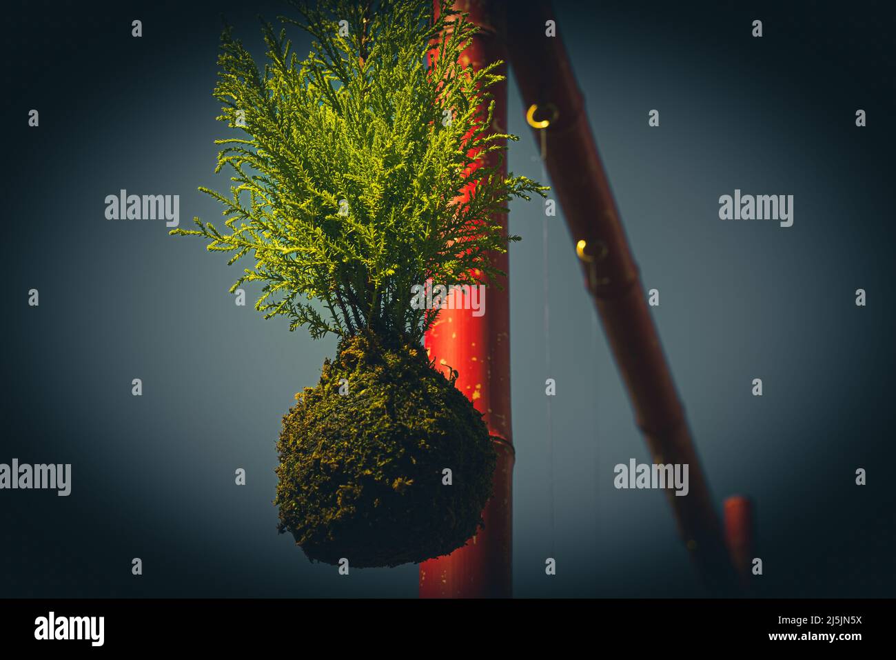 Kokedama y polos rojos. Bola de suelo, cubierta de musgo, sobre la que crece una planta ornamental. Hermosa planta ornamental. Fondo floral. Foto de stock