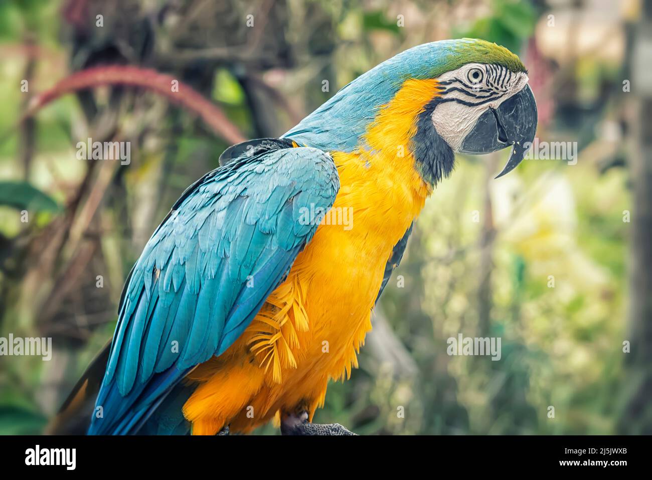 Guacamayo azul y amarillo sentado en una rama -Ara arararauna - pájaro exótico Foto de stock