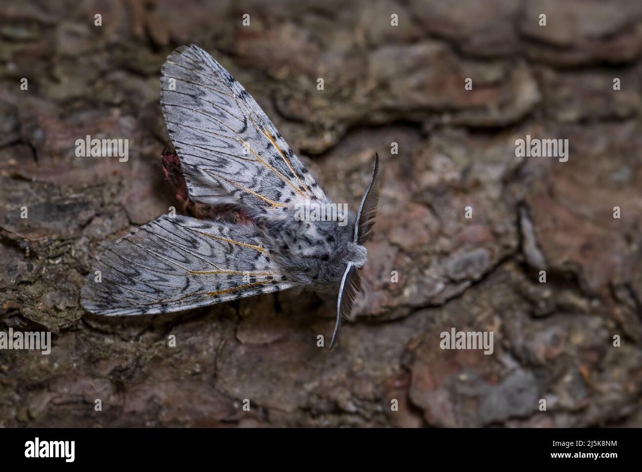 Puss Moth - Cerura vinula, pequeña y hermosa polilla de bosques europeos y bosques, República Checa. Foto de stock