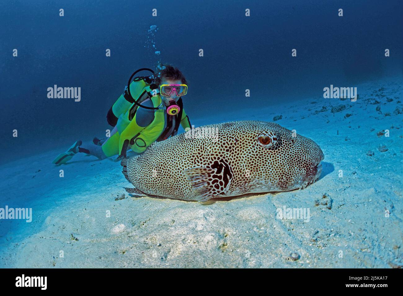 Grosser Kugelfisch (Arothron stellatus), ruht auf Sandgrund, Malediven, Indischer Ozean, Asien | Fúfer de estrellas o Fúferfish de estrellas (Arothron stellatu Foto de stock