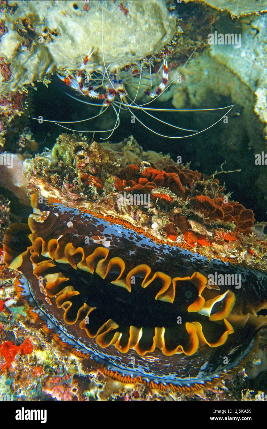 Gambas de Coral en bandas o gambas de boxer en bandada (Stenopus hispidus) sobre una ostra espinosa o ostra espinosa gigante variable (Spondylus varius), Maldivas Foto de stock