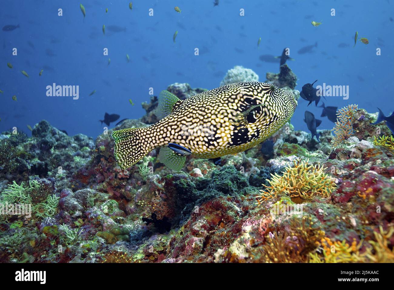 Pez globo estrellado o pez globo (Arothron stellatus), nadando en un arrecife de coral, Maldivas, Océano Índico, Asia Foto de stock
