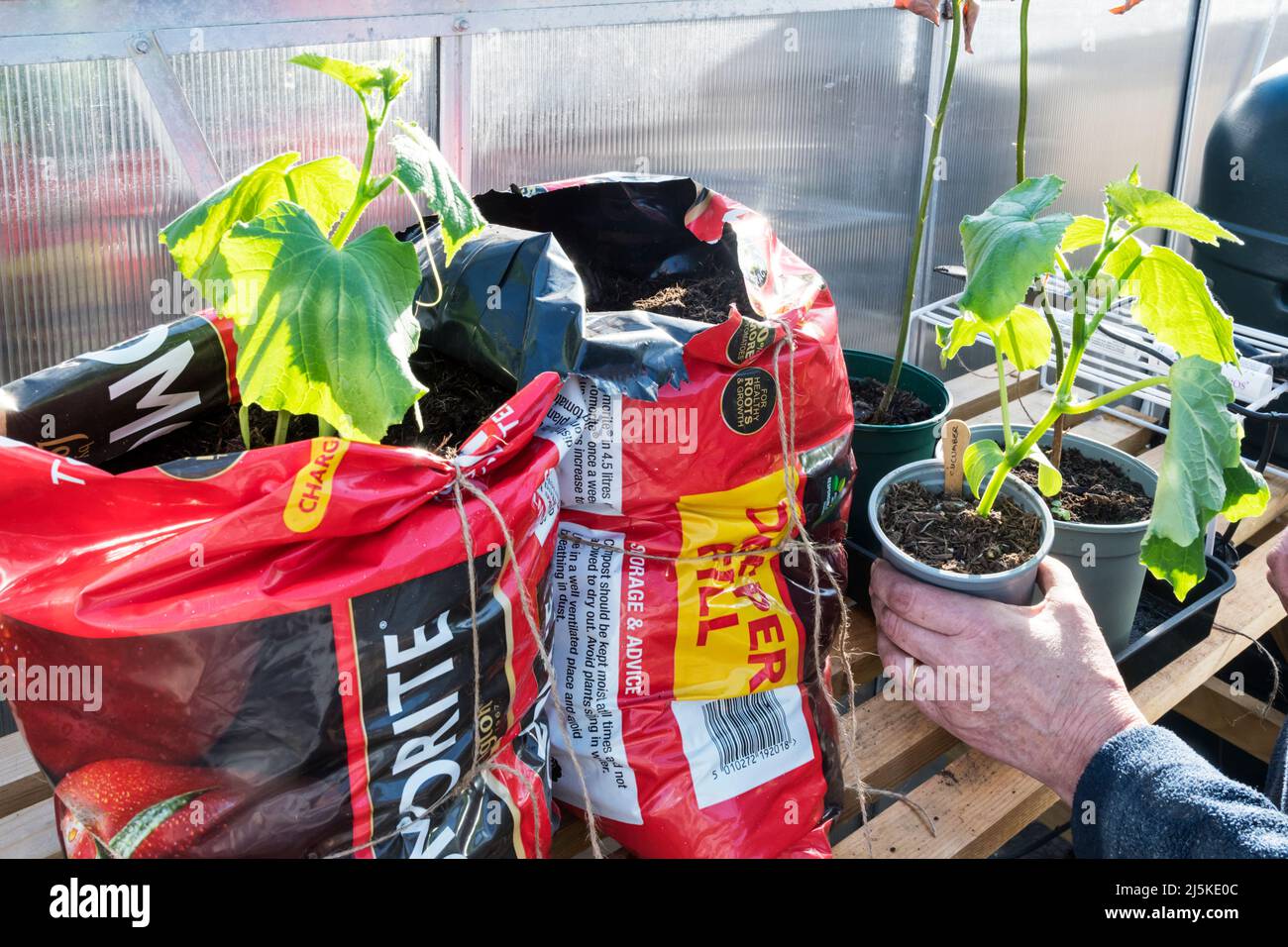 Mujer plantando plantas de pepino de Marketmore en una bolsa de cultivo cortada a la mitad y al final en un invernadero. Foto de stock