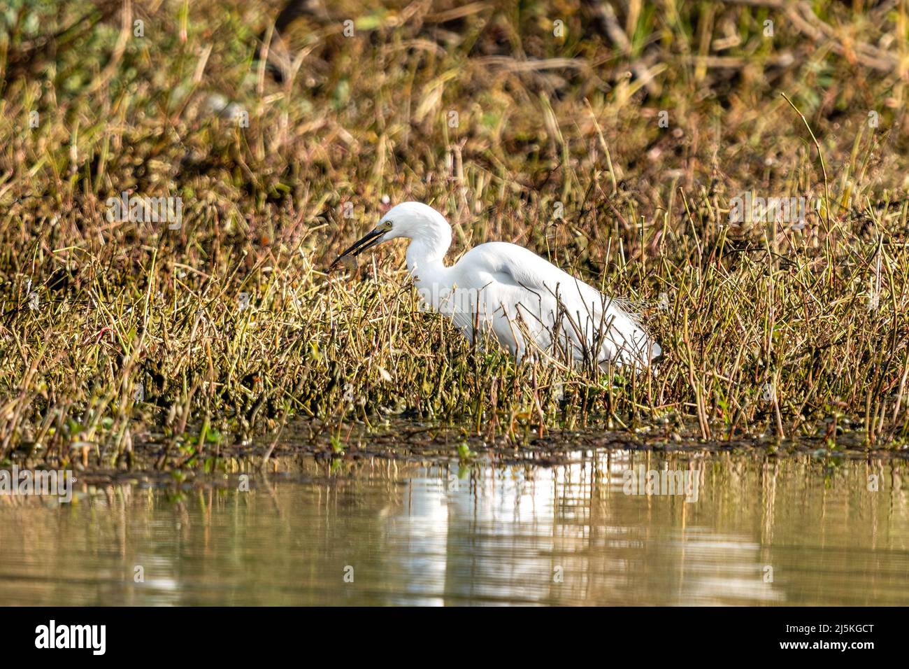 Primer plano de una pequeña garza de pie comiendo un camarón durante la primavera en el día soleado Foto de stock