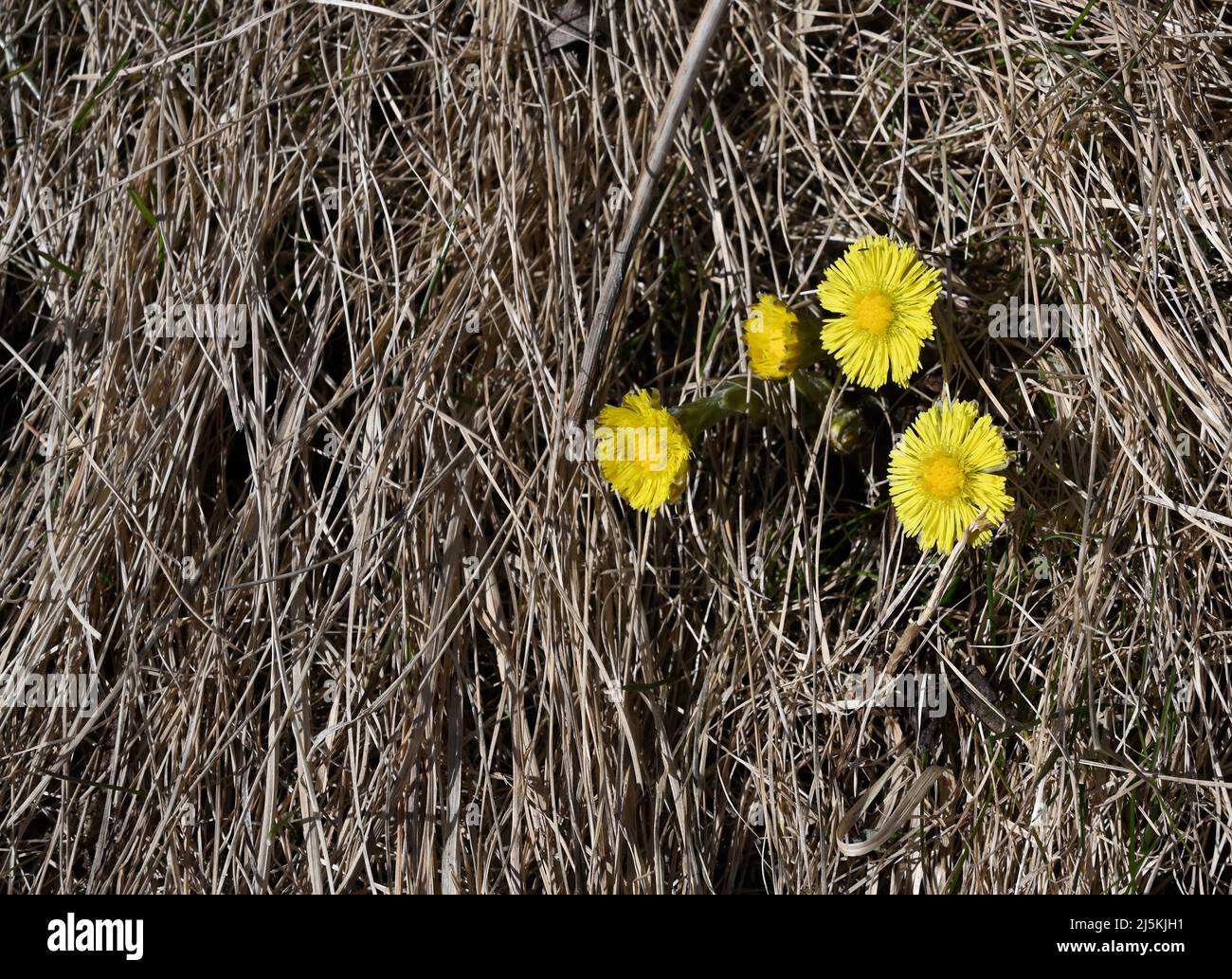 floración de las primeras flores coltsfoot en los últimos años marchitó hierba en la primavera Foto de stock
