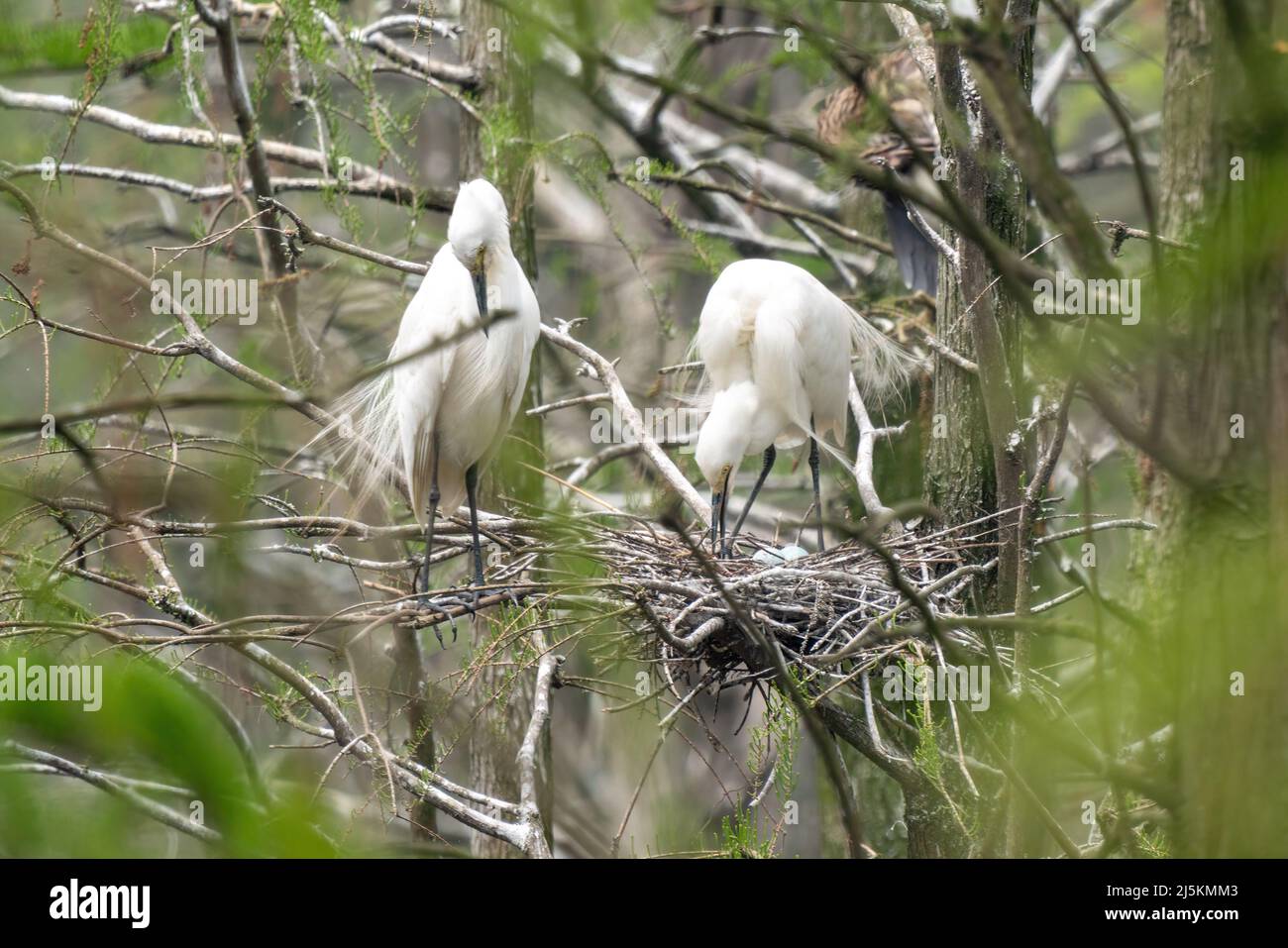 Primer plano de una pequeña garza de pie durante la primavera en el día soleado Foto de stock