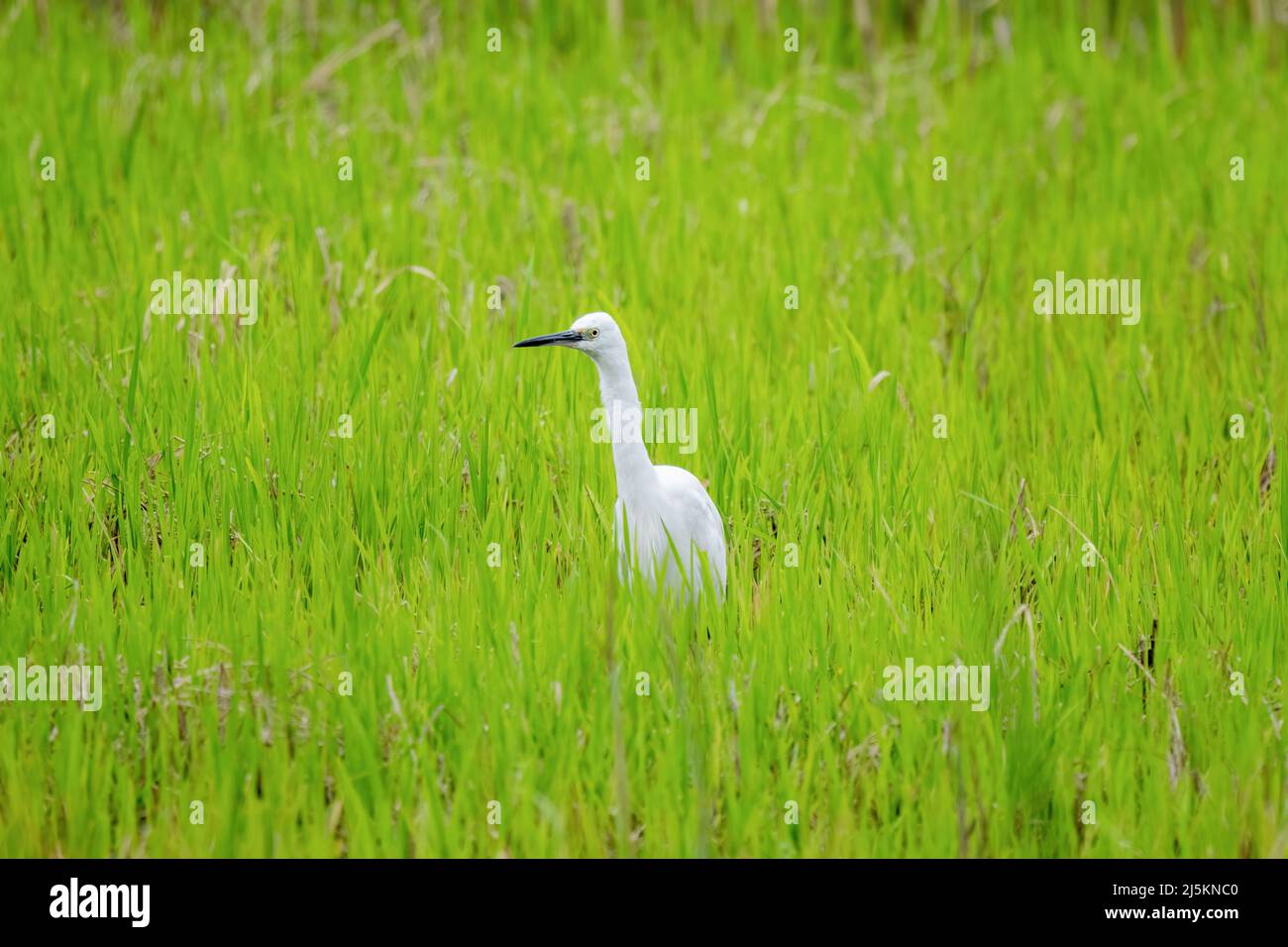 Primer plano de una pequeña garza de pie durante la primavera en el día soleado Foto de stock