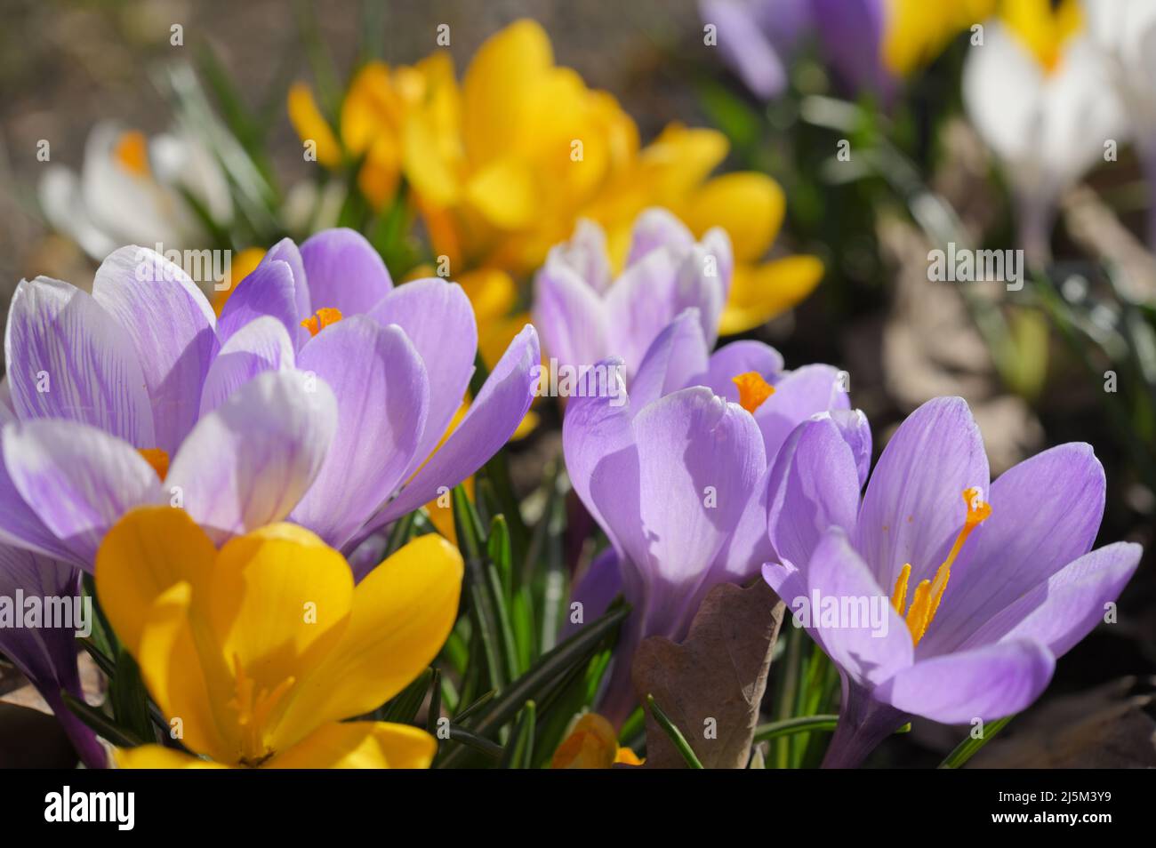 Vista de cerca de las flores de Crocus vernus en un jardín en un soleado día de primavera Foto de stock