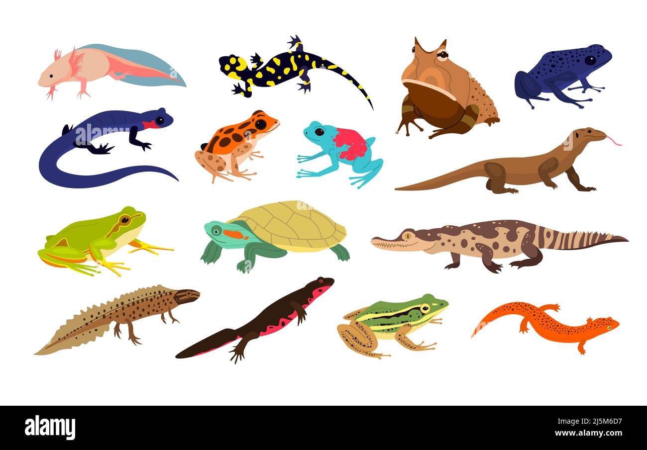 Reptiles tropicales. Animales exóticos, vida silvestre en la selva o terrario habitante, diferentes tipos de anfibios, sapos, tortugas y cocodrilos, ranas coloridas Ilustración del Vector
