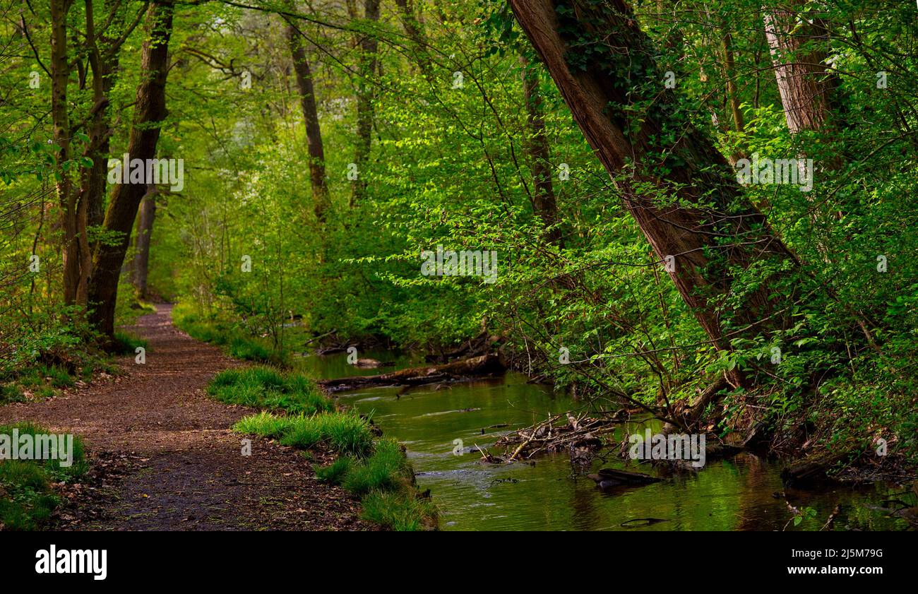 perspectiva bucólica y soleada de un paseo a lo largo de un pequeño arroyo en el bosque verde en primavera Foto de stock