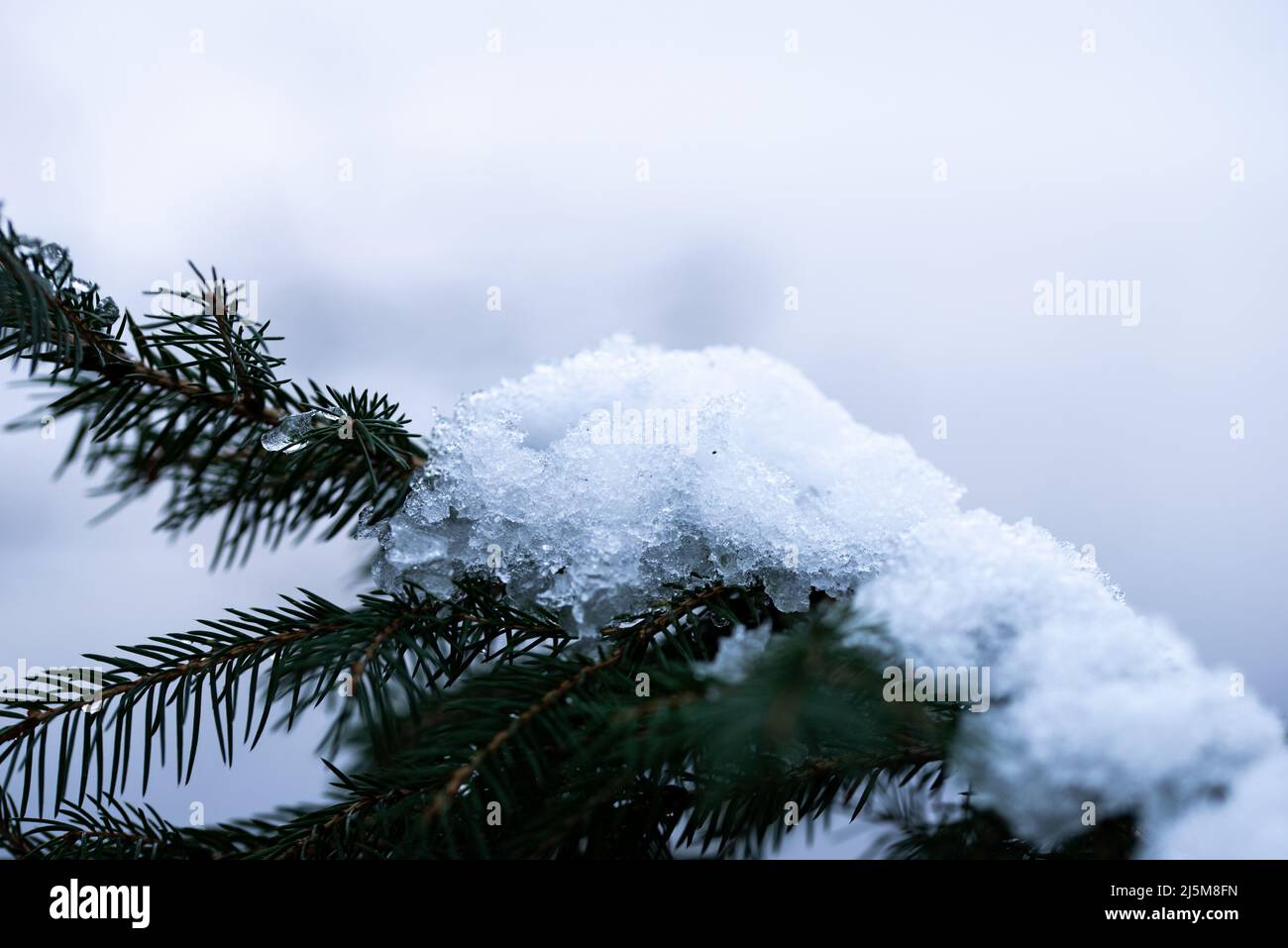 el primer plano extremo de la nieve que se derrite en una rama del árbol Foto de stock
