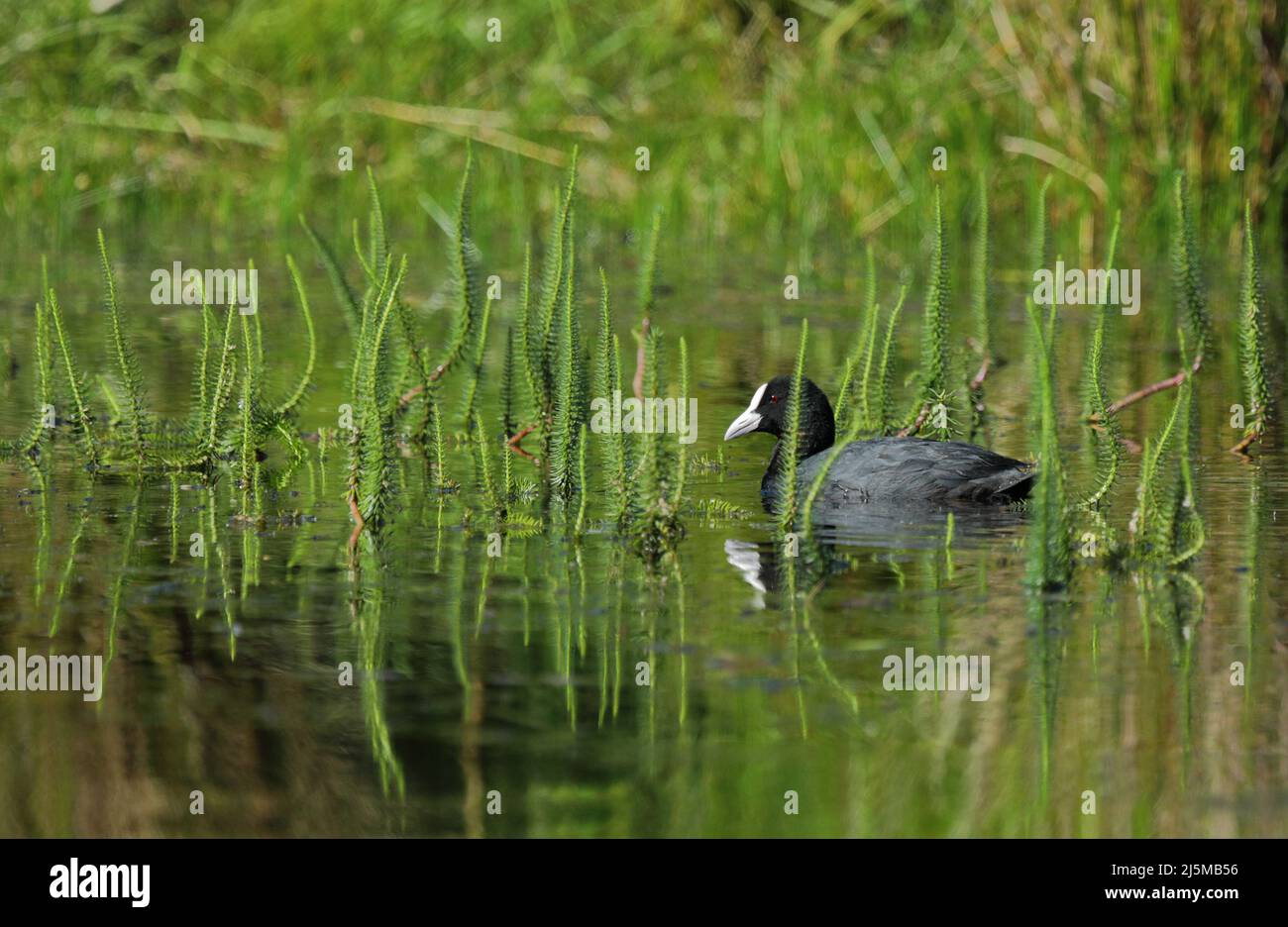 Aves acuáticas comunes. Hábitat de aguas verdes de fondo. Pájaro: Coot Eurasiano. Fulica atra. Foto de stock