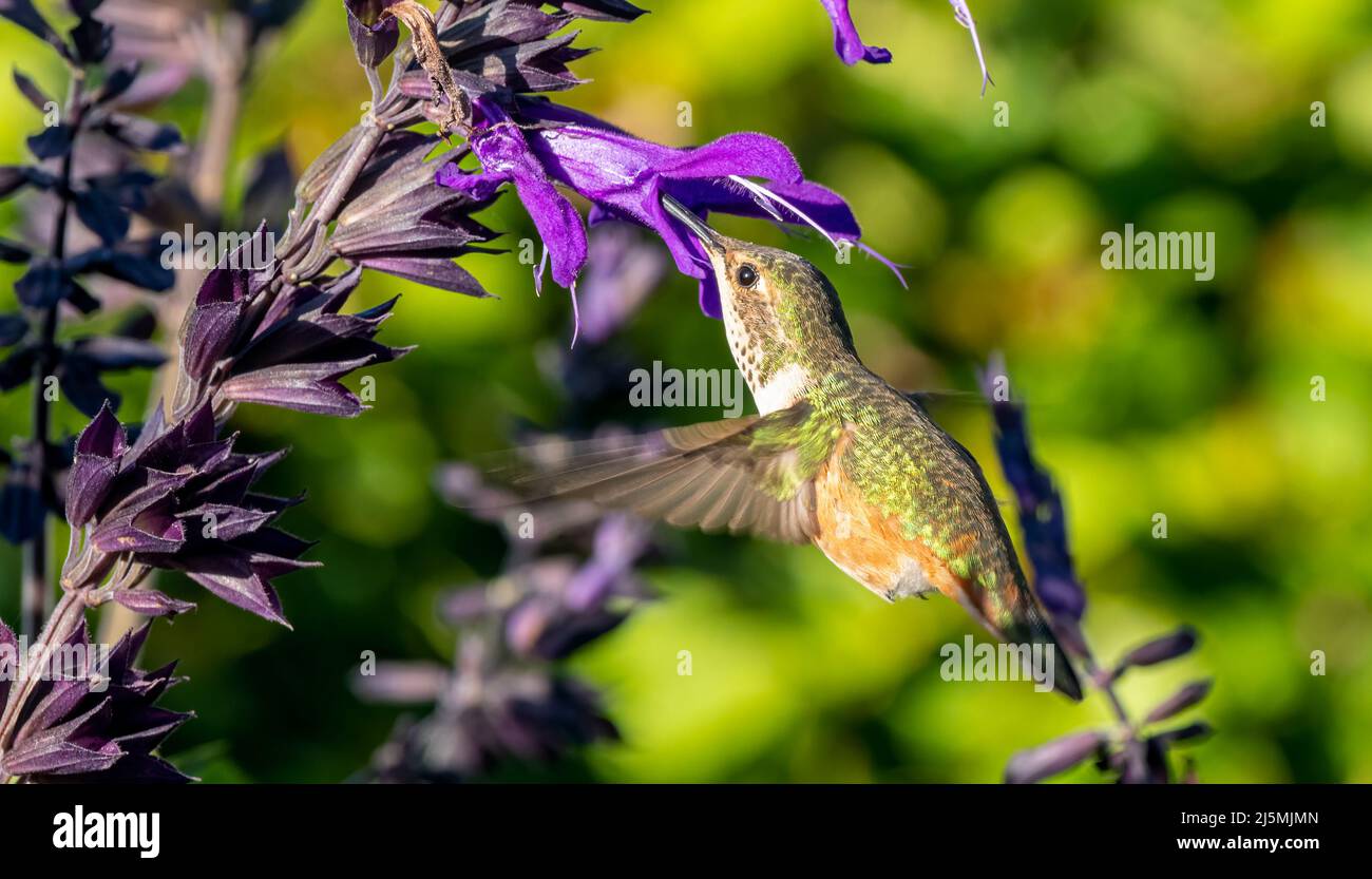 Un pequeño y lindo colibrí se apoda delante de una flor púrpura floreciendo alimentándose de su néctar. Foto de stock