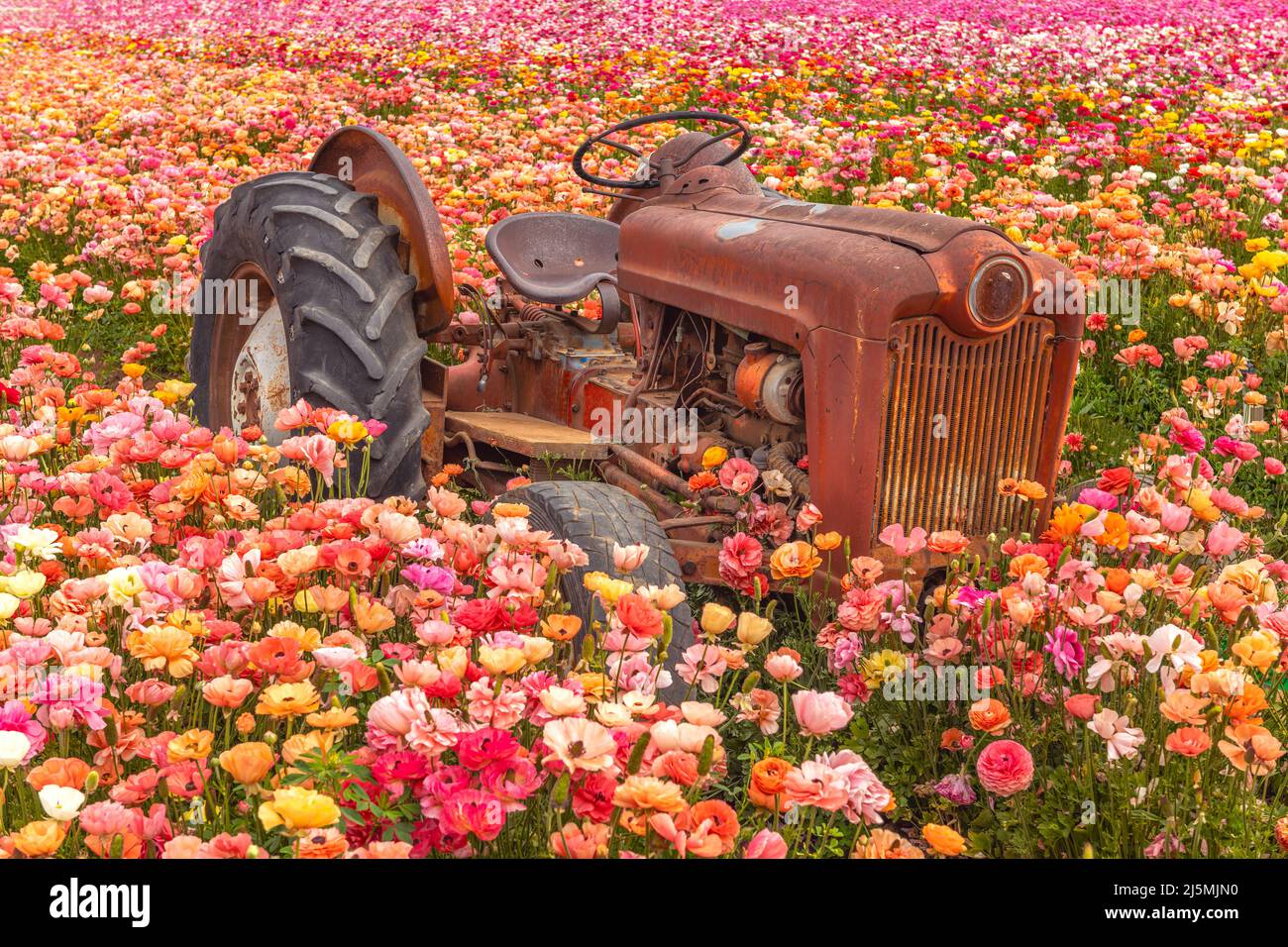 Un viejo tractor oxidado abandonado descansa entre un campo de coloridas flores ranunculus durante la primavera en California. Foto de stock