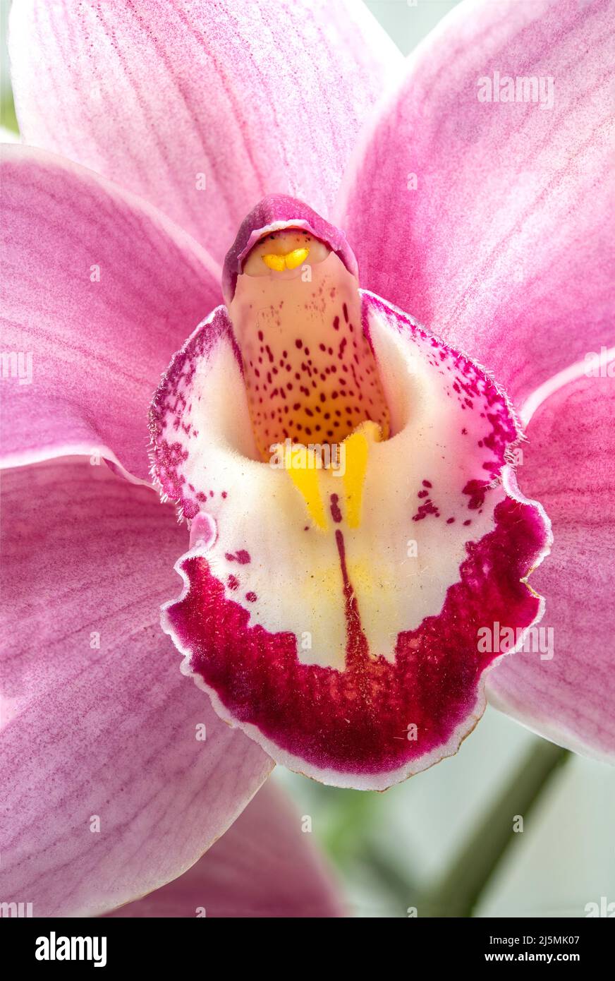Hermosa orquídea de Cymbidium rosa floreciendo durante la primavera en un jardín salvaje. Las imágenes se apilaron para enfocar todo el florecimiento. Foto de stock