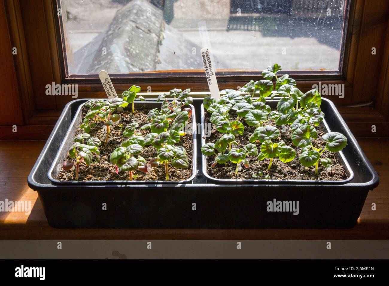 Plantas de geranio que crecen en un alféizar de ventana. Foto de stock
