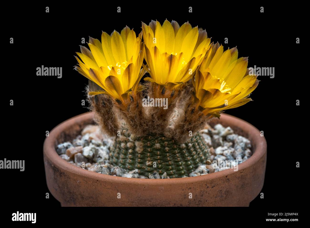 Cactus Lobivia Famatimensis en flor. Foto de stock