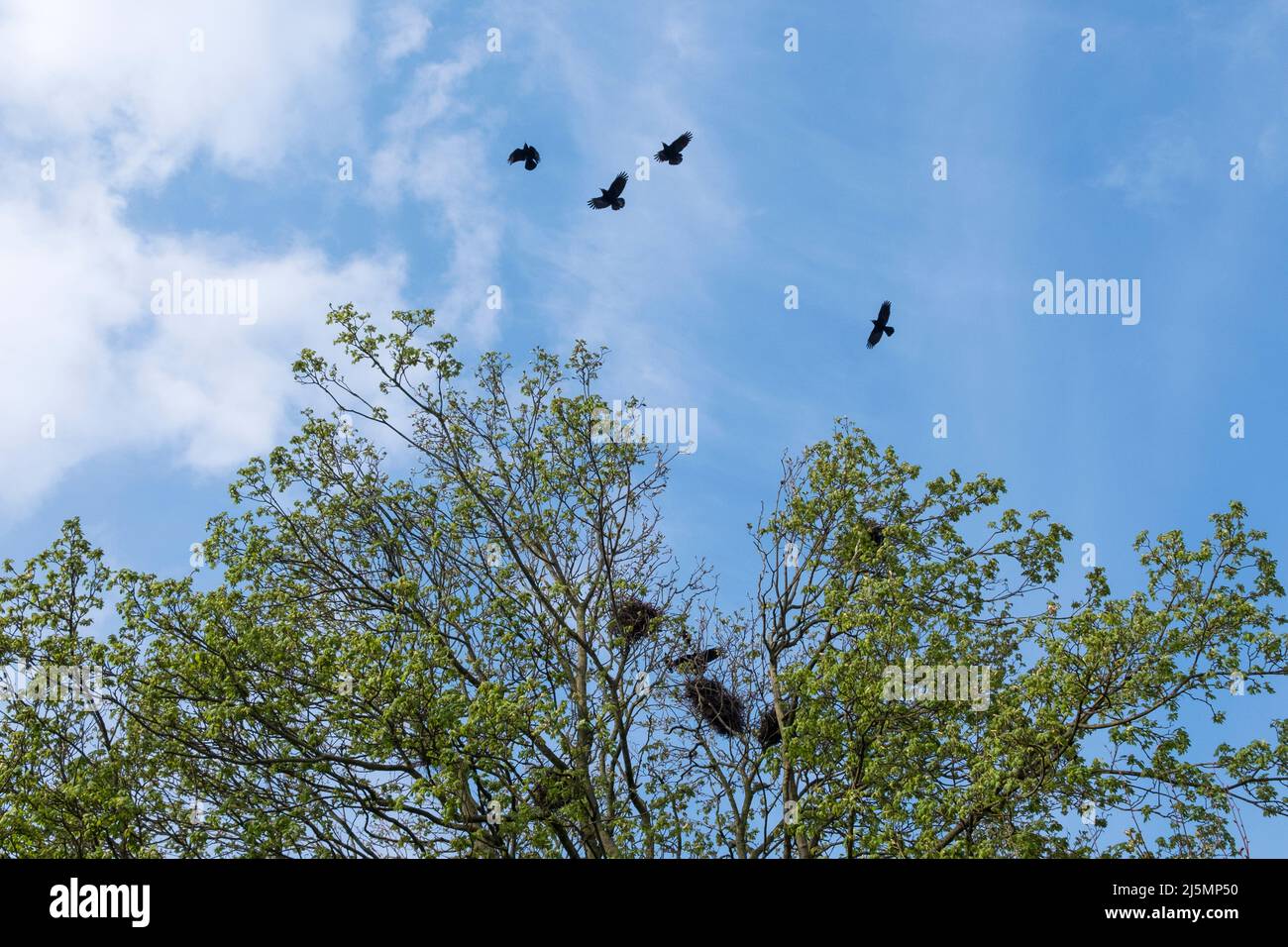 Corvus frugilegus, riachuelos que anidan en una colonia de novatos. Suffolk, Reino Unido. Foto de stock