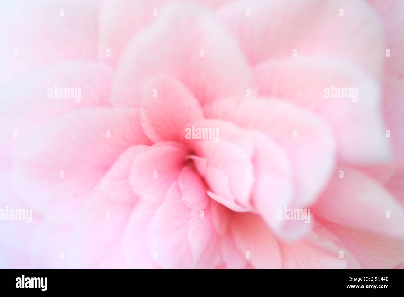 Pétalos de San Valentín Resumen de fondo rosa. Vista de cerca sobre pétalos rosas de la flor de viola como fondo Foto de stock